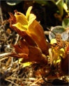 sm 444 Clustered Broomrape